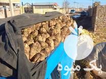 فروش چغندر قند چغندر در گروه خرید فروش عمده چغندر - قند لبویی قرمز سفید در یکمیوه -عکس1