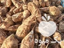 قیمت خرید چغندر یک و خوشمزه در گروه خرید فروش عمده چغندر - قند لبویی قرمز سفید در یکمیوه -عکس1