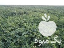 قیمت خرید سیب زمینی بذری بانبا 99 در گروه خرید فروش عمده سیب زمینی - زودرس دیررس آگریا اسپریت اردبیل همدان در یکمیوه -عکس1