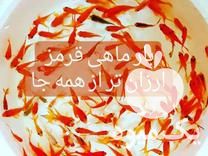 قیمت خرید ماهی قرمز به قیمت لب استخر در سیرجان در گروه انواع ماهی - سالمون شیر کپور قرمز شوریده سفید گوپی مرکب در یکمیوه -عکس1