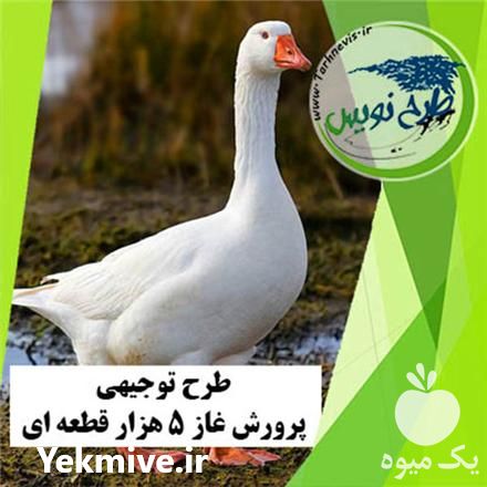 فروش طرح توجیهی پرورش غاز در کرج در گروه مشاوره - راه اندازی بازاریابی کسب درآمد بهبود کسب و کار در یکمیوه -عکس1