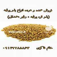 قیمت خرید بذر یونجه در سیستان و بلوچستان در تهران در گروه خرید فروش بذر - انواع محصول کشاورزی گوجه کتان میوه درخت در یکمیوه