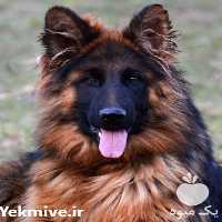 فروش سگ بالق و توله در گروه سگ و گربه _ نگهبان هاسکی ژرمن دوبرمن سرابی در یکمیوه