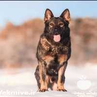 فروش سگ شولاین فروش سگ ژرمن شپرد در تهران در گروه سگ و گربه _ نگهبان هاسکی ژرمن دوبرمن سرابی در یکمیوه