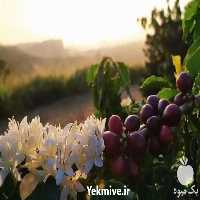 فروش نهال کمیاب قهوه عربیکا نهالی زیبا و خاص در اصفهان