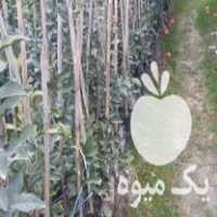 فروش نهال تامسون نارنگی محلی ژاپنی خونی و نارنج در نکا در گروه خرید فروش نهال - انواع گردو پسته بادام سلطانی انگور در یکمیوه