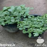 قیمت خرید گیاه گل آپارتمانی در بوشهر در گروه خرید فروش عمده گیاهان زینتی - گرمسیری آپارتمانی باغچه آب در یکمیوه