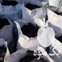 قیمت خرید عمده انواع زغال کبابی در تهران در گروه خرید فروش عمده چوب و زغال- زغال چوب گردو تبریزی خام در یکمیوه