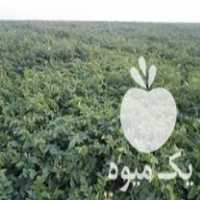 قیمت خرید سیب زمینی بذری بانبا 99 در گروه خرید فروش عمده سیب زمینی - زودرس دیررس آگریا اسپریت اردبیل همدان در یکمیوه