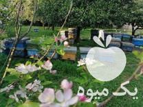 قیمت خرید زنبور عسل در گروه زنبورعسل - زنبورداری نوین صنعتی مدرن کندو در یکمیوه -عکس1