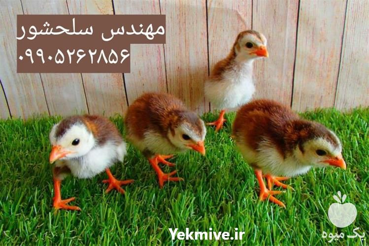 فروش جوجه شاخدار رنگی در تهران در گروه مرغ و خروس و بوقلمون و اردک قو قاز در یکمیوه -عکس1