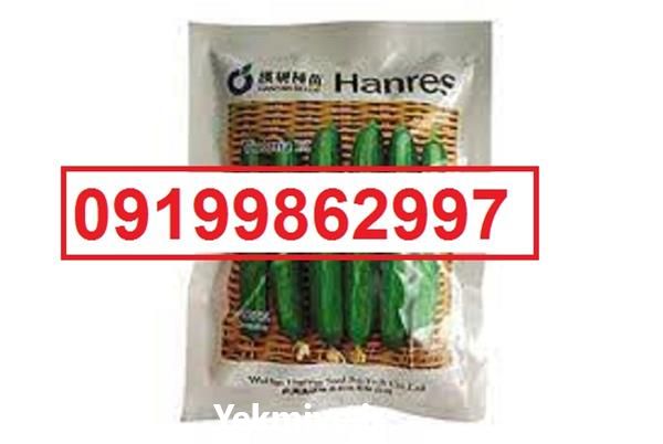 بذر خیار ویکتوریا پرفروش اصل ؛ بذر در گروه خرید فروش بذر - انواع محصول کشاورزی گوجه کتان میوه درخت در یکمیوه -عکس1