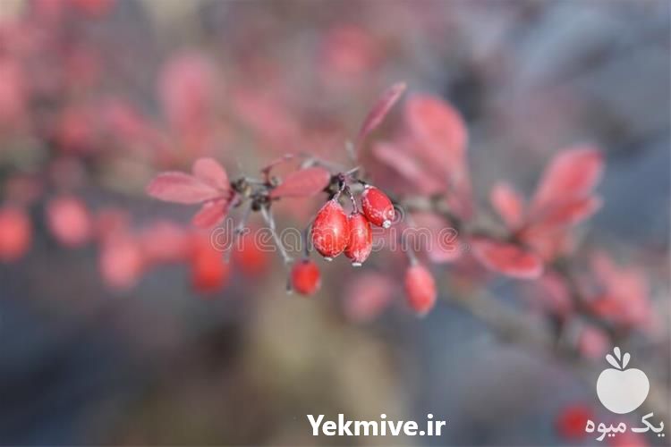 فروش نهال زرشک در سمنان در گروه خرید فروش نهال - انواع گردو پسته بادام سلطانی انگور در یکمیوه -عکس1