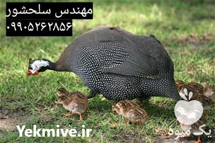 قیمت خرید جوجه مرغ شاخدار در گروه مرغ و خروس و بوقلمون و اردک قو قاز در یکمیوه -عکس1