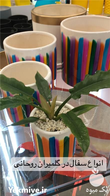 قیمت خرید گلدان سانسوریا و زاموفیلیا با 50 درصد تخفیف در اصفهان در گروه خرید فروش عمده گیاهان زینتی - گرمسیری آپارتمانی باغچه آب در یکمیوه -عکس1