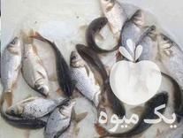 قیمت خرید ماهی کپور امور در گروه انواع ماهی - سالمون شیر کپور قرمز شوریده سفید گوپی مرکب در یکمیوه -عکس1