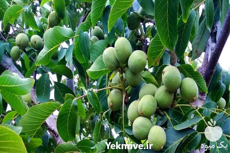 قیمت خرید نهال گردو اسرائیلی و نهال گردو پیوندی خوشه ای در گروه خرید فروش نهال - انواع گردو پسته بادام سلطانی انگور در یکمیوه -عکس1