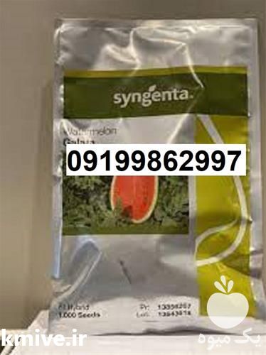 قیمت خرید بذر هندوانه گالاتا در تهران در گروه خرید فروش بذر - انواع محصول کشاورزی گوجه کتان میوه درخت در یکمیوه -عکس1