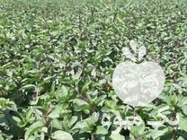 فروش ریشه و یا ریزوم نعنا فلفلی در گروه خرید فروش عمده گیاهان دارویی - معطر خشک خواص دار در یکمیوه -عکس1