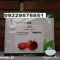 فروش و عرضه بذر گوجه فرنگی بریویو پر فروش در بوشهر در گروه خرید فروش بذر - انواع محصول کشاورزی گوجه کتان میوه درخت در یکمیوه