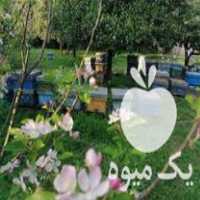 قیمت خرید زنبور عسل در گروه زنبورعسل - زنبورداری نوین صنعتی مدرن کندو در یکمیوه