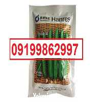 بذر خیار ویکتوریا پرفروش اصل ؛ بذر در گروه خرید فروش بذر - انواع محصول کشاورزی گوجه کتان میوه درخت در یکمیوه