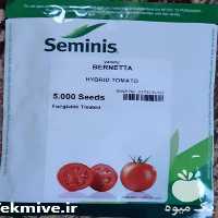 قیمت فروش بذر گوجه فرنگی برنتا در گروه خرید فروش بذر - انواع محصول کشاورزی گوجه کتان میوه درخت در یکمیوه
