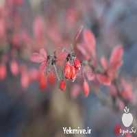 فروش نهال زرشک در سمنان در گروه خرید فروش نهال - انواع گردو پسته بادام سلطانی انگور در یکمیوه