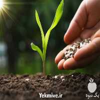 فروش کود کلات آهن مناسب برای کشاورزی در تهران در گروه خرید فروش کود و مواد شیمیایی - اوره پتاس مرغی کمپوست آهن در یکمیوه