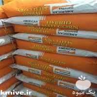 فروش بذر ذرت امریکن ژنتیک در زنجان در گروه خرید فروش بذر - انواع محصول کشاورزی گوجه کتان میوه درخت در یکمیوه