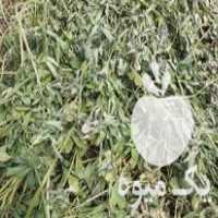 فروش تفاله در بلداجی در گروه خرید فروش عمده چغندر - قند لبویی قرمز سفید در یکمیوه