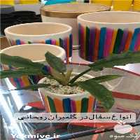 قیمت خرید گلدان سانسوریا و زاموفیلیا با 50 درصد تخفیف در اصفهان در گروه خرید فروش عمده گیاهان زینتی - گرمسیری آپارتمانی باغچه آب در یکمیوه