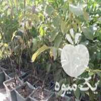 قیمت خرید نهال گردو پیوندی دیر گل در رودبار در گروه خرید فروش نهال - انواع گردو پسته بادام سلطانی انگور در یکمیوه