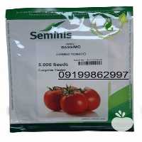 فروش انواع بذر گوجه با قیمت مناسب در گروه خرید فروش بذر - انواع محصول کشاورزی گوجه کتان میوه درخت در یکمیوه