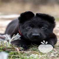 فروش سگ ژرمن بلک در تهران در گروه سگ و گربه _ نگهبان هاسکی ژرمن دوبرمن سرابی در یکمیوه