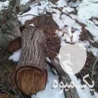 فروش الوار چوب گردو در گروه خرید فروش عمده چوب و زغال- زغال چوب گردو تبریزی خام در یکمیوه