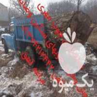 قیمت خرید چوب گردو ضایعات در گروه خرید فروش عمده چوب و زغال- زغال چوب گردو تبریزی خام در یکمیوه