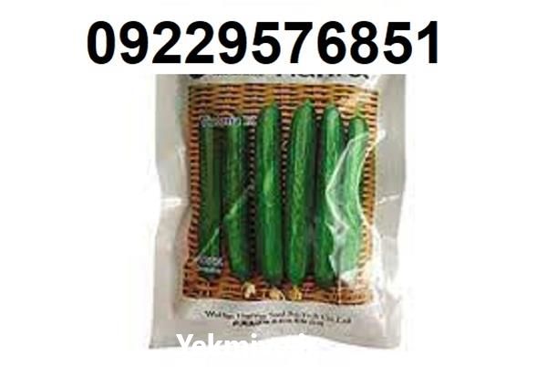 فروش بذر خیار ویکتوریا اصل در گروه خرید فروش بذر - انواع محصول کشاورزی گوجه کتان میوه درخت در یکمیوه -عکس1