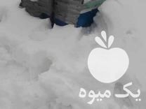 قیمت خرید ملکه زنبور عسل با کیفیت با تخم ریزی عالی در اسالم در گروه زنبورعسل - زنبورداری نوین صنعتی مدرن کندو در یکمیوه -عکس1