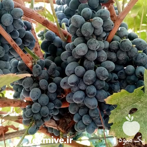 خرید و قیمت نهال انگور شاهانی در آذربایجان غربی در گروه خرید فروش نهال - انواع گردو پسته بادام سلطانی انگور در یکمیوه -عکس1