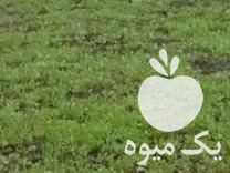 قیمت خرید سبزی خوردن در خان ببین در گروه خرید فروش عمده سبزی های برگی - خوردن آش کوکو دلمه قورمه در یکمیوه -عکس1