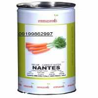 قیمت خرید بذر هویج در گروه خرید فروش بذر - انواع محصول کشاورزی گوجه کتان میوه درخت در یکمیوه