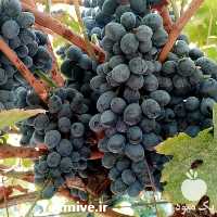 خرید و قیمت نهال انگور شاهانی در آذربایجان غربی در گروه خرید فروش نهال - انواع گردو پسته بادام سلطانی انگور در یکمیوه