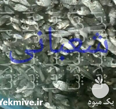 فروش بچه ماهی تیلاپیا در کرج در گروه انواع ماهی - سالمون شیر کپور قرمز شوریده سفید گوپی مرکب در یکمیوه -عکس1