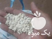 قیمت خرید بذر لوفا لیف در گروه خرید فروش بذر - انواع محصول کشاورزی گوجه کتان میوه درخت در یکمیوه -عکس1