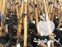 فروش انواع نهال کیوی هایوارد طلایی و خونی در لیسار در گروه خرید فروش نهال - انواع گردو پسته بادام سلطانی انگور در یکمیوه -عکس1