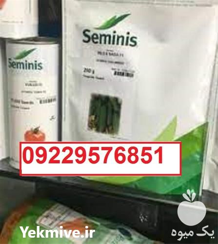 قیمت خرید بذر خیار رویال اصل با قیمت پایین در کرمان  در گروه خرید فروش بذر - انواع محصول کشاورزی گوجه کتان میوه درخت در یکمیوه -عکس1