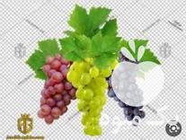 قیمت خرید انواع نهال های انگور با کیفیت و قیمت مناسب در گروه خرید فروش نهال - انواع گردو پسته بادام سلطانی انگور در یکمیوه -عکس1