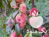 فروش نهال نهالستان نمونه گلستان اراک در گروه خرید فروش نهال - انواع گردو پسته بادام سلطانی انگور در یکمیوه -عکس1