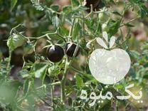 بذر گوجه چری گیلاسی مشکی در کرج در گروه خرید و فروش بذر گوجه در یکمیوه -عکس1